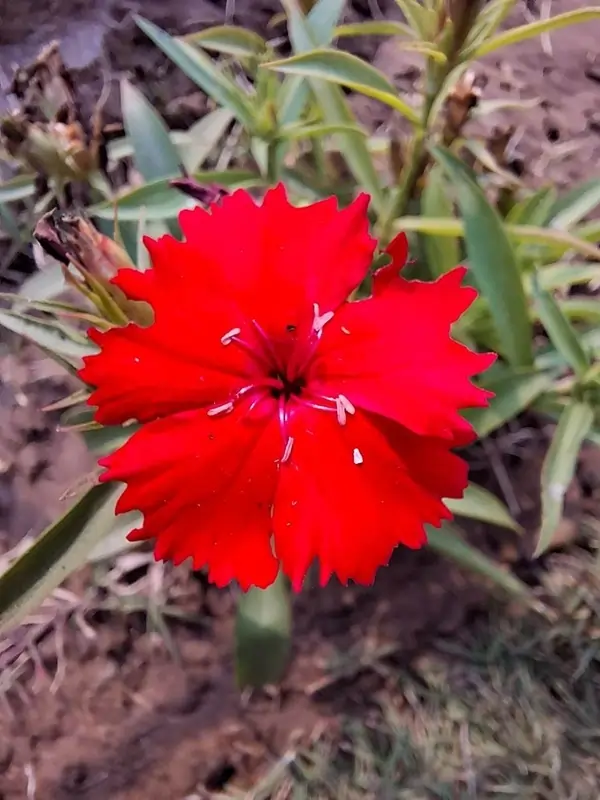 Galaxy A35 photo